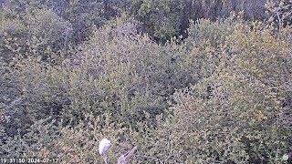 Heronry Livestream 17 07 24 610pm to 1000pm [upl. by Atikal]