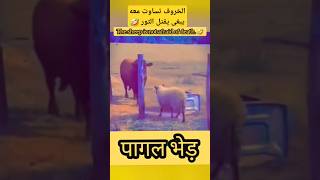 قتالالحيوان الخروف ناويها شر شوف النهاية من الي هرب اكسبلور ترند ضحك ضحكة shortvideo animals [upl. by Ressay415]