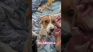 プーさんをかぶるソラ、撮ってほしいおこげ shorts コーギー チワックス 犬 癒し かわいい [upl. by Lyle]