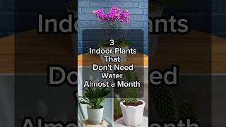 3 Indoor Plants No Need Water almost a month [upl. by Ayra]