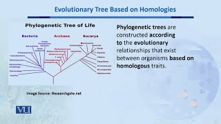 Evolutionary Tree Based on Homologies  Biodiversity amp EvolutionII  BT201Topic154 [upl. by Nalyt142]