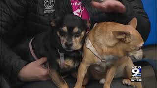 Pet of the Week Tater Tot and Dochi [upl. by Hanschen]