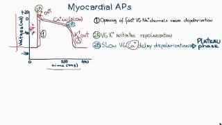 Action Potentials in Cardiac Myocytes or cardiac potential [upl. by Yale]