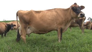 Jer Gyr Cruzamiento lechero para el trópico medio y bajo Ganadería la Marisa  Mundo del Campo [upl. by Nixon944]