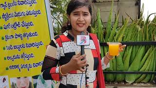 How to make Aloe vera juice  BRTS road shop  Bezawada sumakka  HD [upl. by Hauger530]