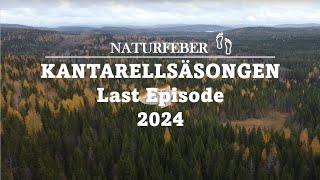 Kantarellsäsongen är över Chanterelleseason last episode Sweden Höga Kusten Ångermanland [upl. by Inaluahek]