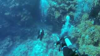 GAPH Buceo con tiburones en BLUE WALL 51 mt San Andres Colombia [upl. by Hindu]