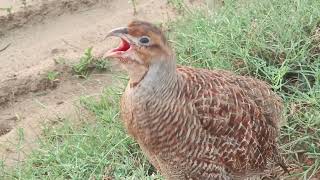 wildlife partridge titur awaj pheasant teetar ky awaz [upl. by Neelyhtak627]