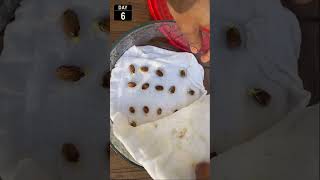 Germinate bitter melon seeds  Fast and easy Shorts [upl. by Cohl805]