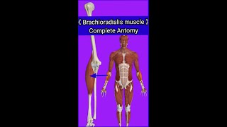 Brachioradialis muscleOriginInsertionActionBlood amp nerve supplykey featuresampanatomical relation [upl. by Yrrac]