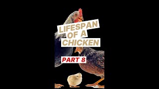 The Shortest and Longest Lifespan of Chicken  Male and Female Chicks growing up Part 8 [upl. by Harle]