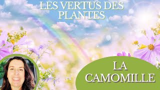 LA CAMOMILLE  LES VERTUS DES PLANTES  SEVERINE MAHATMA LOMASI [upl. by Ditter]