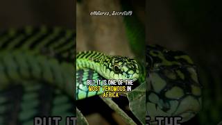 Can you survive a boomslang bite [upl. by Annadal]