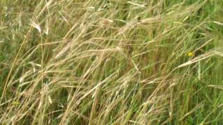 Another Field of Aviv Barley  Jordan Valley  12 March 2010  NehemiasWallcom [upl. by Dru]