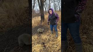 Raccoon trapping on Christmas eve [upl. by Aztinay]