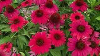 Growing Echinacea [upl. by Lyrred]