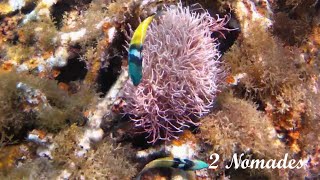 SNORKELING 8 PART 2  STARFISH JIBACOA VILLA TROPICO  CUBA [upl. by Corell791]