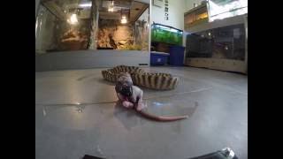 Black Headed Python Enjoys Rat [upl. by Zitah942]