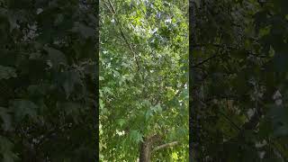 Sweetgum  mid canopy  September 2024 [upl. by Grosvenor207]