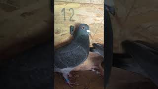 Stichelbaut pigeons breeding pair  4 2024  wwwstichelbautpigeonscom [upl. by Klump685]