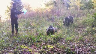 Disa nga Kafshët e Egra në Malet e Sharrit Ariu Deri Egër Drenusha amp Kaprolli [upl. by Einaled758]