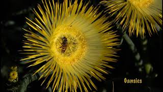 The amazing Flowers of Namaqualand [upl. by Carlota277]