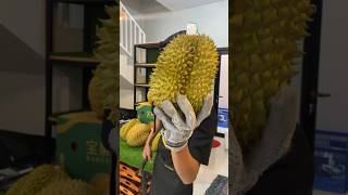 Durian Monthong from thailand🇹🇭 durian durianzamzam durianmonthong [upl. by Ahsiuqram]