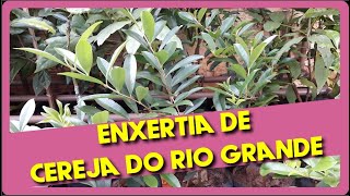 Veja Como Enxertar a Cereja do Rio Grande  Com Resultado [upl. by Feerahs]