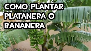 Como plantar Platanera o Bananera  Huerto Ecológico [upl. by Chi]