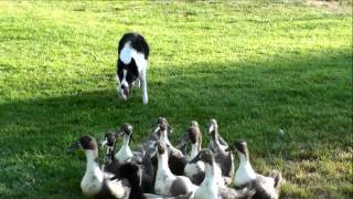 Herding ducks for the first time [upl. by Nivalc791]