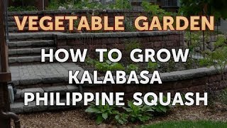 How to Grow Kalabasa Philippine Squash [upl. by Ysnat]