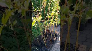 An easy way to propagate Red Twig Dogwoods amp some other shrubs [upl. by Solohcin]