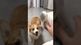 Does Corgi like the owner to comb his hair aumuca corgi pets [upl. by Shanta167]