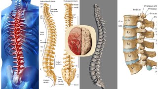 Medicina COLOANA VERTEBRALA OSOASA particularitati [upl. by Aubyn805]