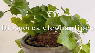 【Dioscorea elephantipesアフリカ亀甲竜】 [upl. by Gracie154]