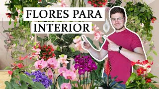 TOP 8 plantas de interior con flor [upl. by Krissie400]