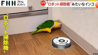 「掃除ロボットやん！」インコが床に頭をスイーでほこりまみれに…ドアの向こうに行きたくて [upl. by Nugesulo]