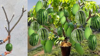 Great technique for grafting Mango tree and watermelon fruit with banana amp pumpkin [upl. by Ymeraj]