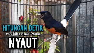 murai batu gacor AMPUH buat PANCINGAN murai batu agar bunyi JADIKAN burung murai gacor EMOSI [upl. by Solomon749]