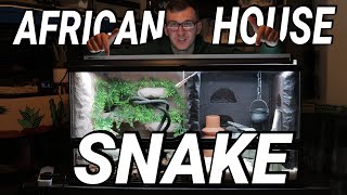 ULTIMATE REALISTIC SNAKE TANK Cape African House Snake  Guide [upl. by Hallutama]