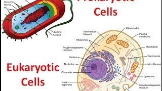 Prokaryotes vs Eukaryotes [upl. by Aieka]