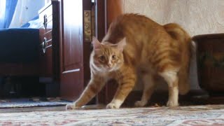 Adrenaline Cats  Funny Cat Video Compilation 2020 [upl. by Grani]