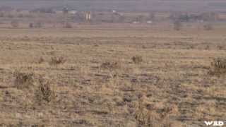 Hunting Coyote in Colorado with Huge Sniper Rifle [upl. by Deraj]