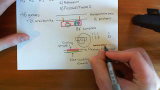 Histamine Receptors Part 1 [upl. by Kriss]