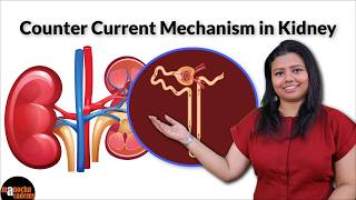 Counter Current Mechanism in Kidney Physiology [upl. by Anerhs]