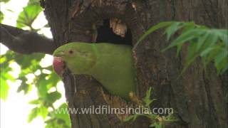 Roseringed Parakeet Psittacula krameri at nesthole [upl. by Vallie82]