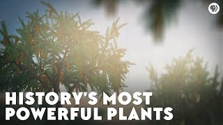 Historys Most Powerful Plants [upl. by Tuneberg]