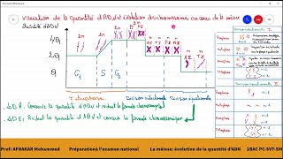 2Variation de la quantité dADN et aspect des chromosomes au cours de la méiose [upl. by Yadrahs]