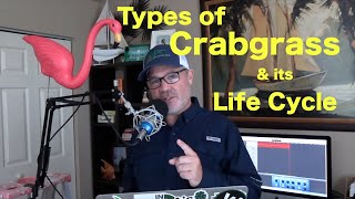 Different Types Of Crabgrass  The Life Cycle of Crabgrass  Grassy Weeds [upl. by Rella877]