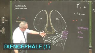 Anatomie du diencéphale 1 Neuroanatomie 6 [upl. by Tiram902]